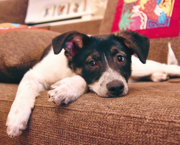 Иллюстрация к книге — Я нашла вам собаку [i_007.jpg]