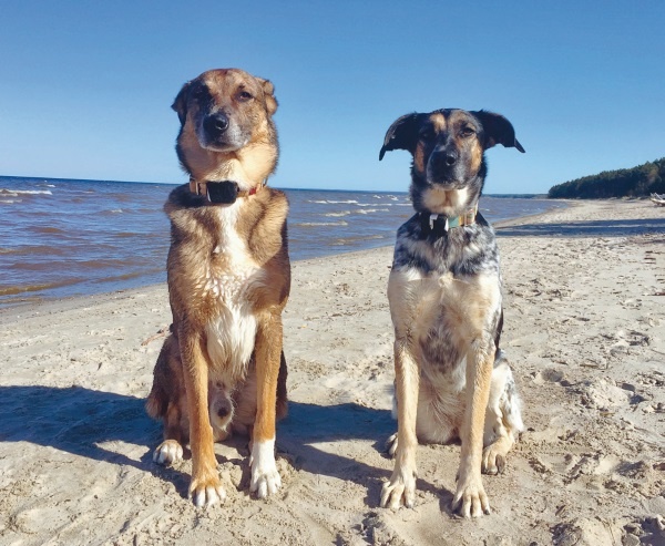 Иллюстрация к книге — Я нашла вам собаку [i_010.jpg]