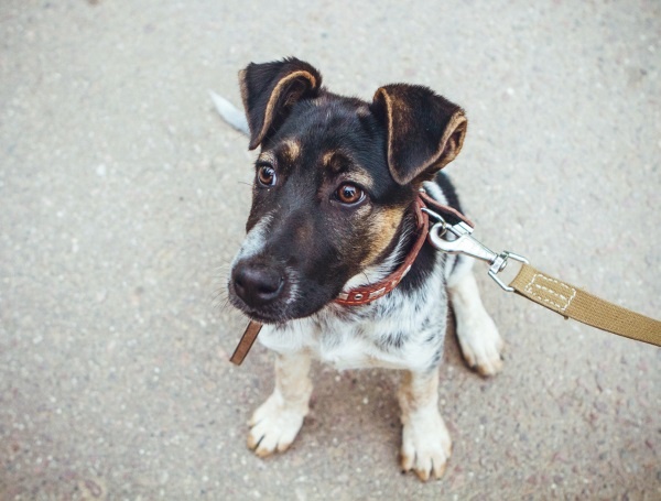 Иллюстрация к книге — Я нашла вам собаку [i_011.jpg]