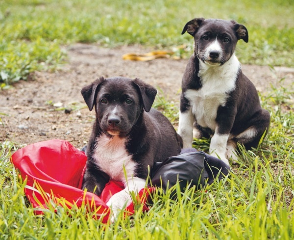 Иллюстрация к книге — Я нашла вам собаку [i_013.jpg]