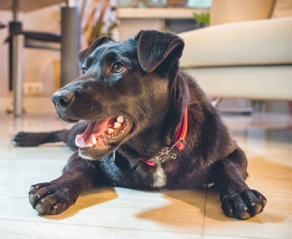 Иллюстрация к книге — Я нашла вам собаку [i_017.jpg]