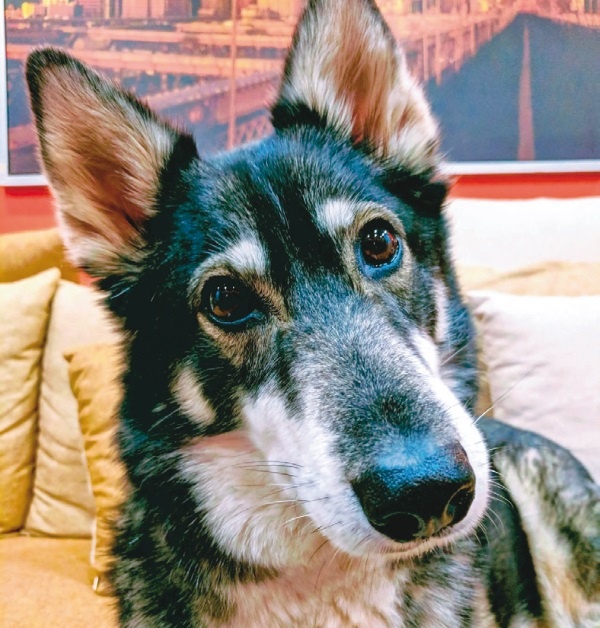 Иллюстрация к книге — Я нашла вам собаку [i_018.jpg]