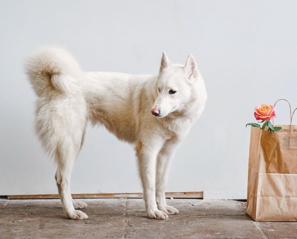 Иллюстрация к книге — Я нашла вам собаку [i_019.jpg]