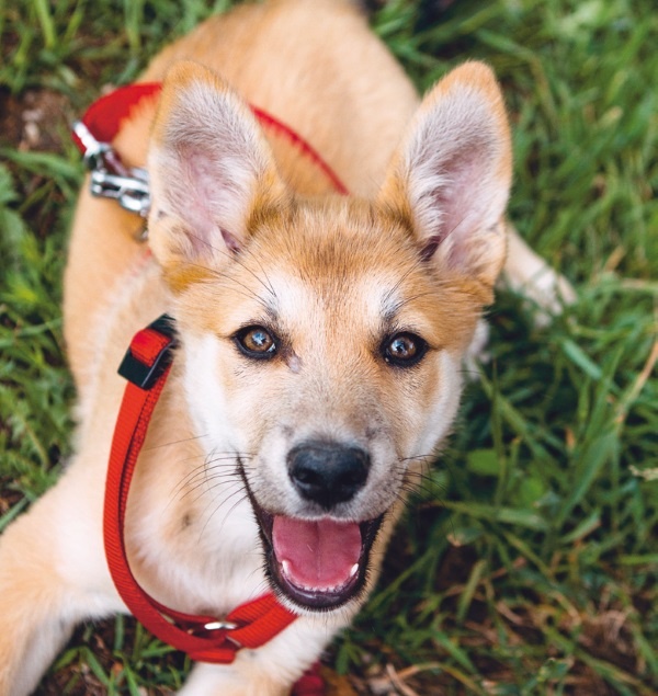 Иллюстрация к книге — Я нашла вам собаку [i_021.jpg]