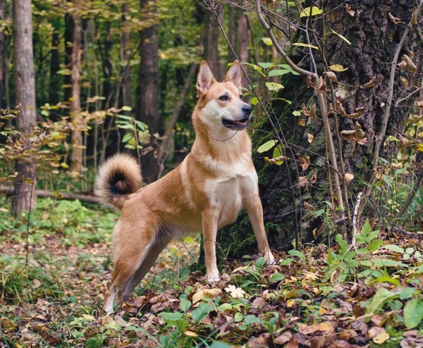 Иллюстрация к книге — Я нашла вам собаку [i_022.jpg]