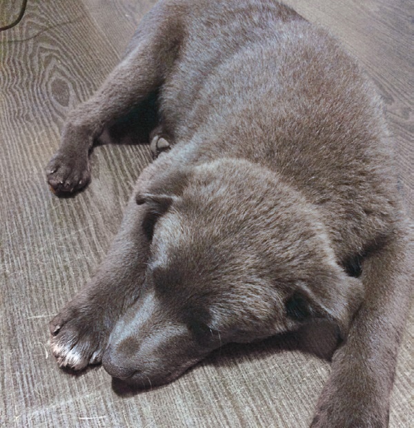 Иллюстрация к книге — Я нашла вам собаку [i_024.jpg]