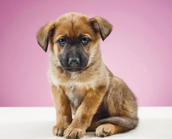 Иллюстрация к книге — Я нашла вам собаку [i_027.jpg]