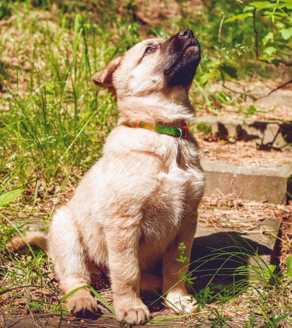 Иллюстрация к книге — Я нашла вам собаку [i_028.jpg]