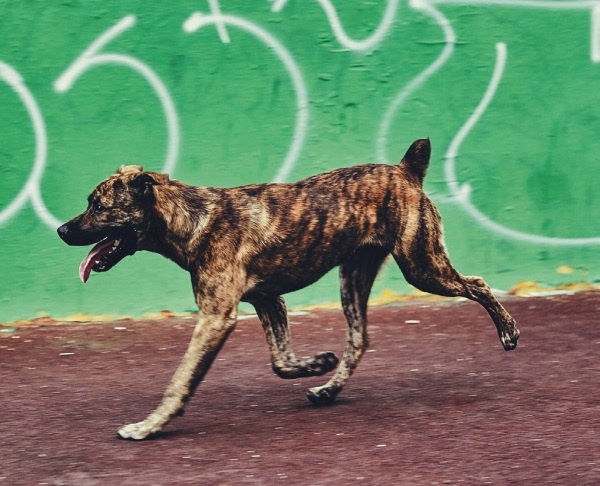 Иллюстрация к книге — Я нашла вам собаку [i_035.jpg]