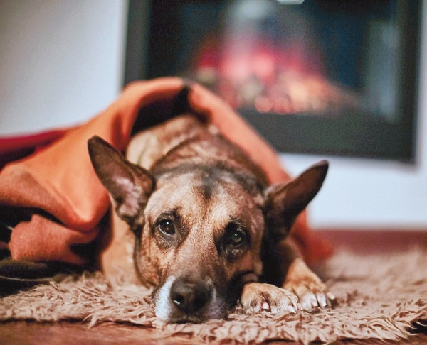 Иллюстрация к книге — Я нашла вам собаку [i_037.jpg]