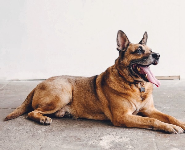 Иллюстрация к книге — Я нашла вам собаку [i_038.jpg]