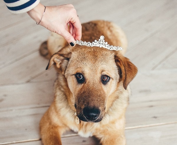 Иллюстрация к книге — Я нашла вам собаку [i_044.jpg]