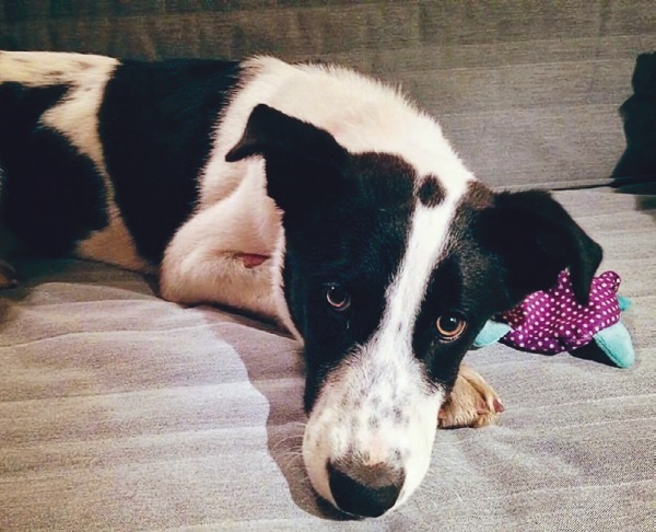 Иллюстрация к книге — Я нашла вам собаку [i_049.jpg]