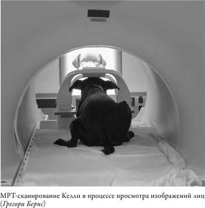 Иллюстрация к книге — Что значит быть собакой. И другие открытия в области нейробиологии животных [i_012.jpg]