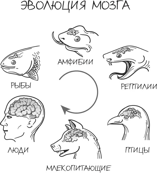 Иллюстрация к книге — Мозговодство  [i_002.jpg]