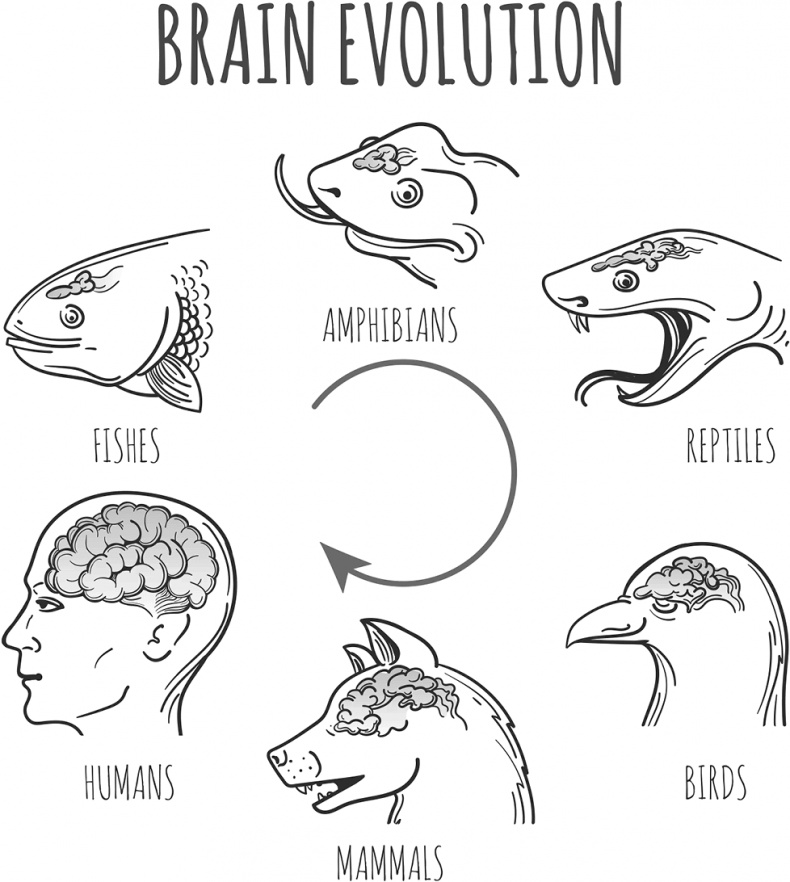 Иллюстрация к книге — Мозговодство  [i_003.jpg]