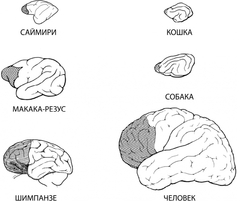 Иллюстрация к книге — Мозговодство  [i_016.jpg]
