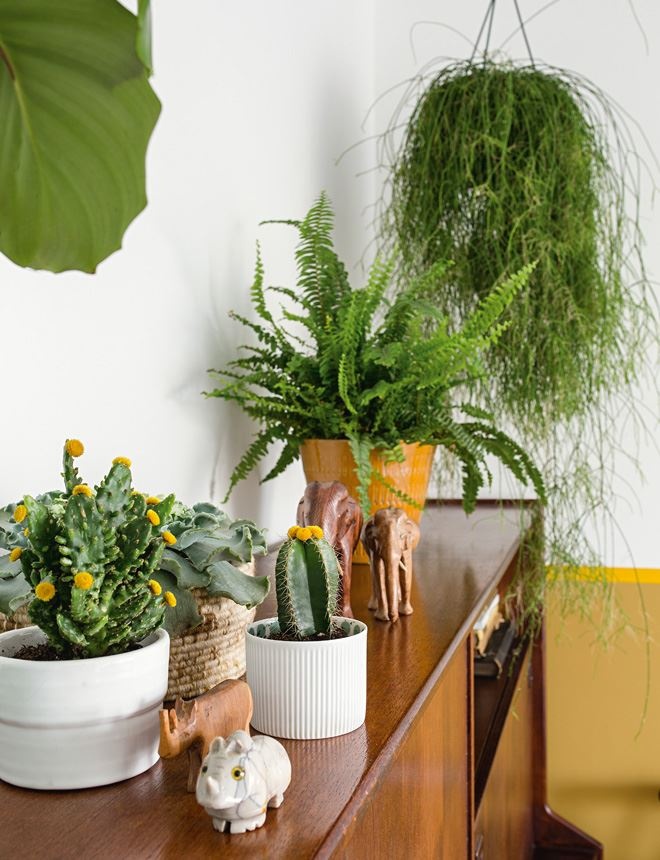 Иллюстрация к книге — Urban Jungle. Как создать уютный интерьер с помощью растений [i_007.jpg]