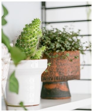 Иллюстрация к книге — Urban Jungle. Как создать уютный интерьер с помощью растений [i_010.jpg]