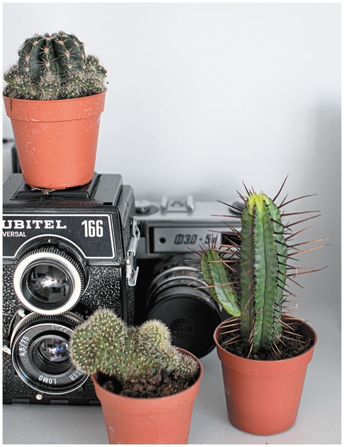 Иллюстрация к книге — Urban Jungle. Как создать уютный интерьер с помощью растений [i_028.jpg]