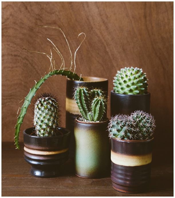 Иллюстрация к книге — Urban Jungle. Как создать уютный интерьер с помощью растений [i_029.jpg]