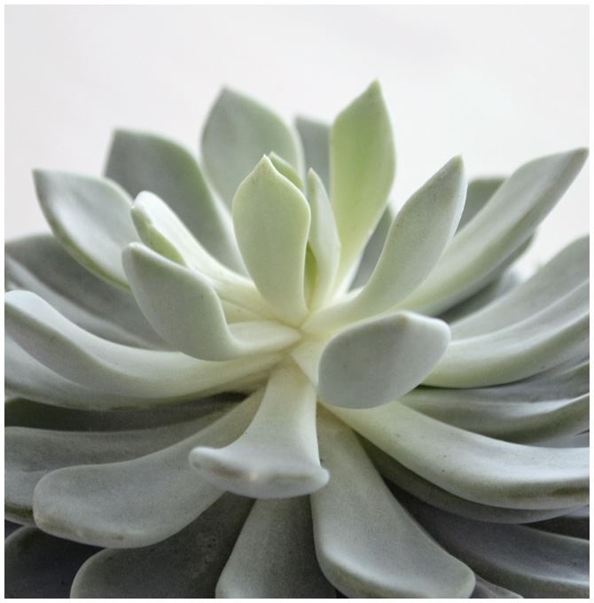 Иллюстрация к книге — Urban Jungle. Как создать уютный интерьер с помощью растений [i_036.jpg]