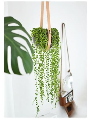 Иллюстрация к книге — Urban Jungle. Как создать уютный интерьер с помощью растений [i_040.jpg]