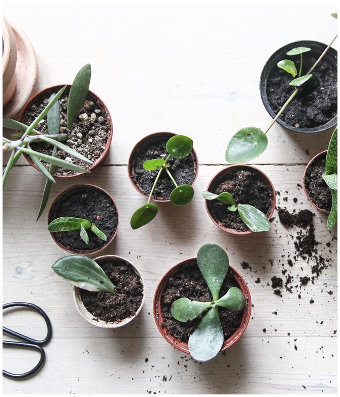 Иллюстрация к книге — Urban Jungle. Как создать уютный интерьер с помощью растений [i_042.jpg]