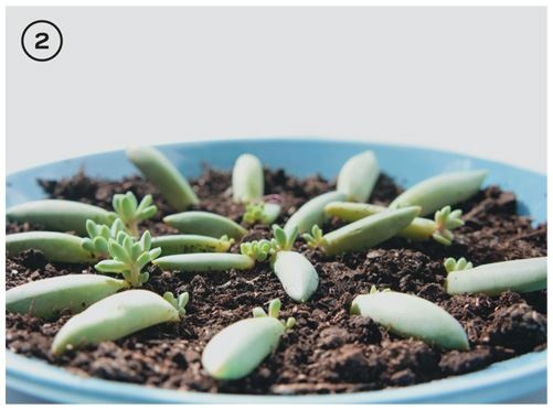 Иллюстрация к книге — Urban Jungle. Как создать уютный интерьер с помощью растений [i_044.jpg]