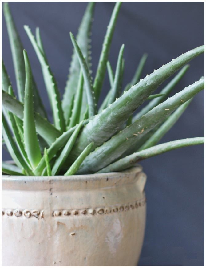 Иллюстрация к книге — Urban Jungle. Как создать уютный интерьер с помощью растений [i_046.jpg]