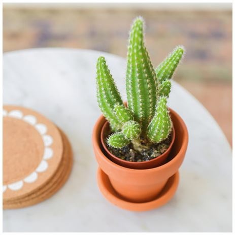 Иллюстрация к книге — Urban Jungle. Как создать уютный интерьер с помощью растений [i_049.jpg]