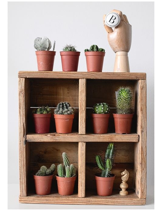 Иллюстрация к книге — Urban Jungle. Как создать уютный интерьер с помощью растений [i_051.jpg]