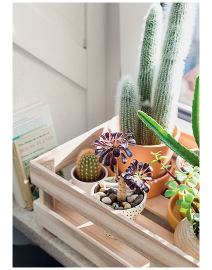 Иллюстрация к книге — Urban Jungle. Как создать уютный интерьер с помощью растений [i_052.jpg]