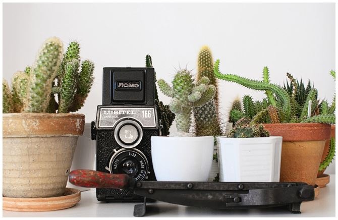 Иллюстрация к книге — Urban Jungle. Как создать уютный интерьер с помощью растений [i_053.jpg]