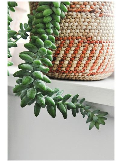 Иллюстрация к книге — Urban Jungle. Как создать уютный интерьер с помощью растений [i_058.jpg]