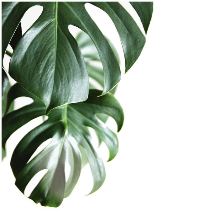 Иллюстрация к книге — Urban Jungle. Как создать уютный интерьер с помощью растений [i_081.jpg]