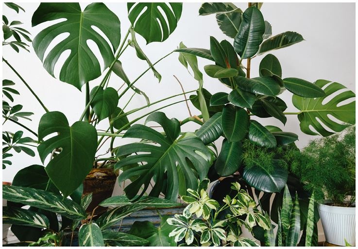 Иллюстрация к книге — Urban Jungle. Как создать уютный интерьер с помощью растений [i_082.jpg]