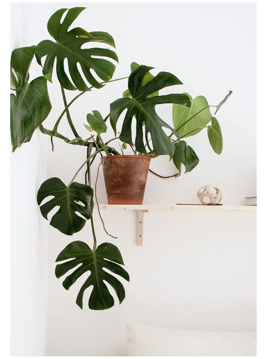 Иллюстрация к книге — Urban Jungle. Как создать уютный интерьер с помощью растений [i_083.jpg]