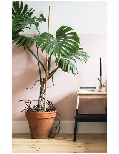 Иллюстрация к книге — Urban Jungle. Как создать уютный интерьер с помощью растений [i_084.jpg]