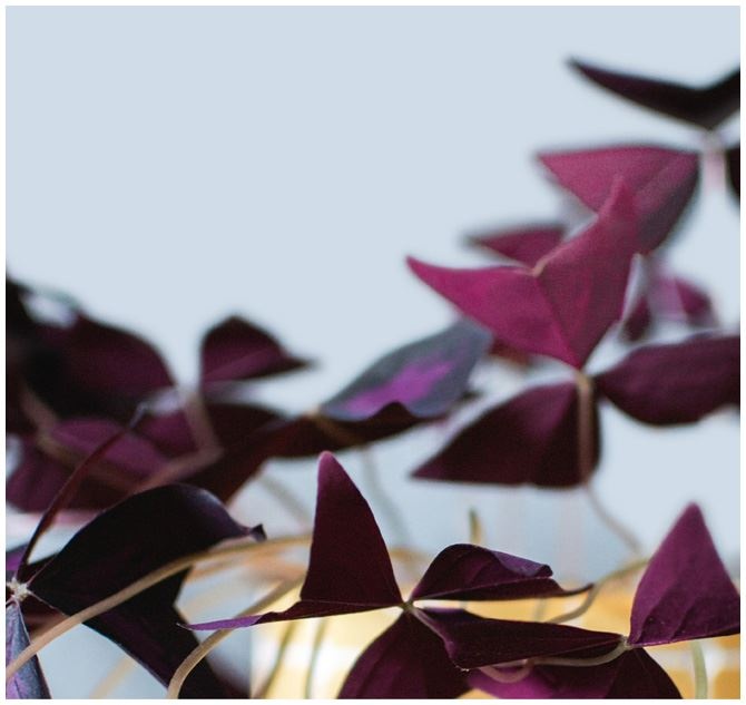 Иллюстрация к книге — Urban Jungle. Как создать уютный интерьер с помощью растений [i_086.jpg]