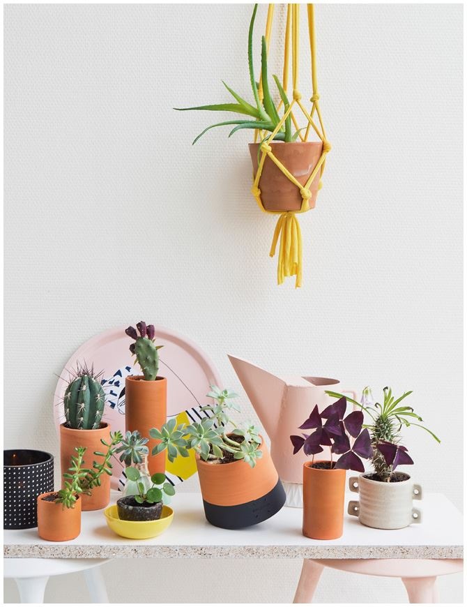 Иллюстрация к книге — Urban Jungle. Как создать уютный интерьер с помощью растений [i_089.jpg]