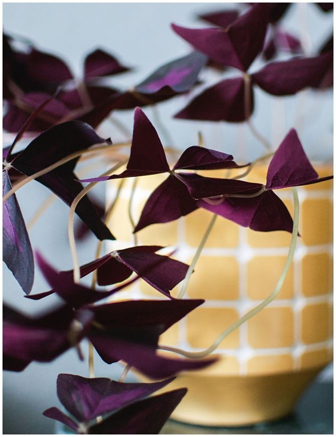 Иллюстрация к книге — Urban Jungle. Как создать уютный интерьер с помощью растений [i_090.jpg]