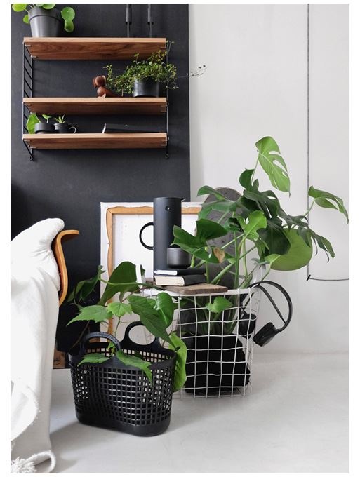 Иллюстрация к книге — Urban Jungle. Как создать уютный интерьер с помощью растений [i_094.jpg]