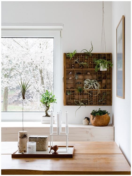 Иллюстрация к книге — Urban Jungle. Как создать уютный интерьер с помощью растений [i_098.jpg]