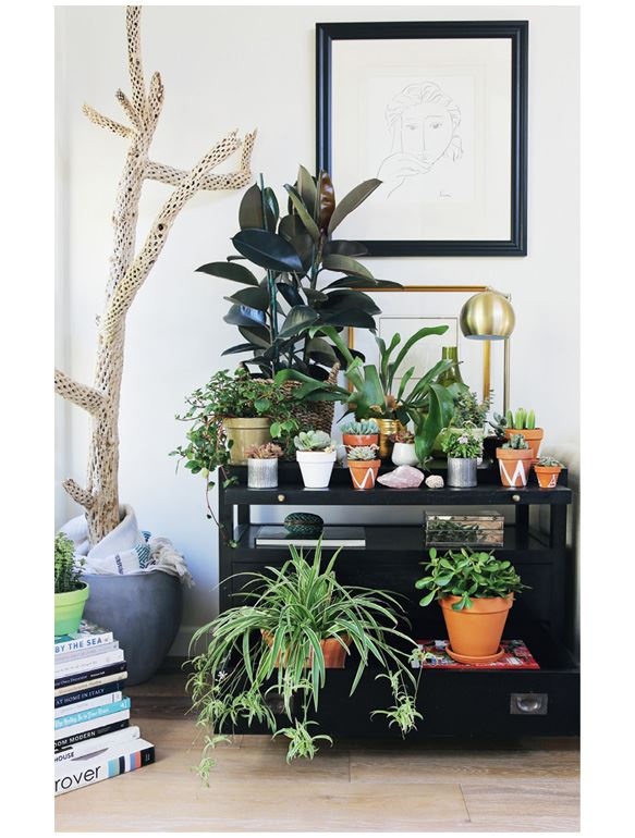 Иллюстрация к книге — Urban Jungle. Как создать уютный интерьер с помощью растений [i_123.jpg]