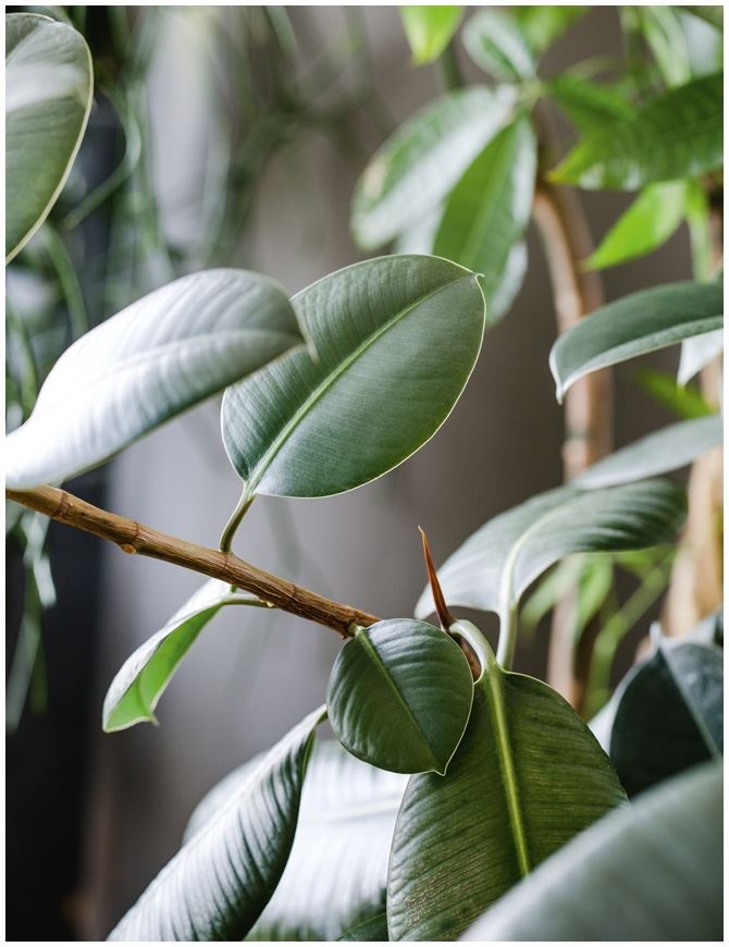 Иллюстрация к книге — Urban Jungle. Как создать уютный интерьер с помощью растений [i_125.jpg]