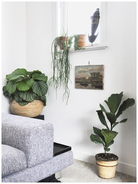 Иллюстрация к книге — Urban Jungle. Как создать уютный интерьер с помощью растений [i_129.jpg]