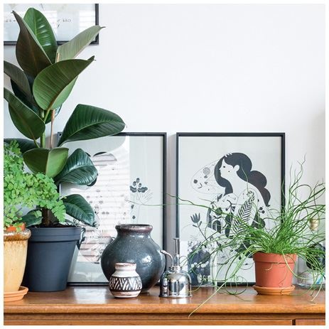 Иллюстрация к книге — Urban Jungle. Как создать уютный интерьер с помощью растений [i_132.jpg]