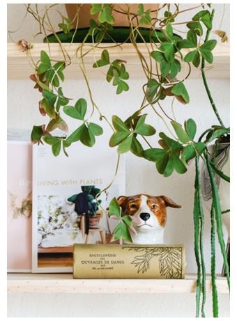 Иллюстрация к книге — Urban Jungle. Как создать уютный интерьер с помощью растений [i_153.jpg]