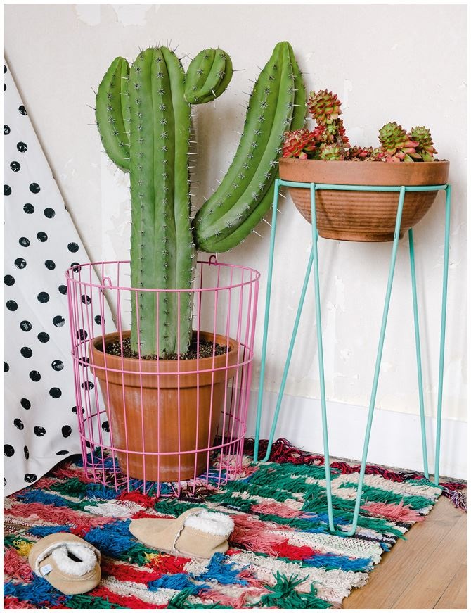 Иллюстрация к книге — Urban Jungle. Как создать уютный интерьер с помощью растений [i_156.jpg]